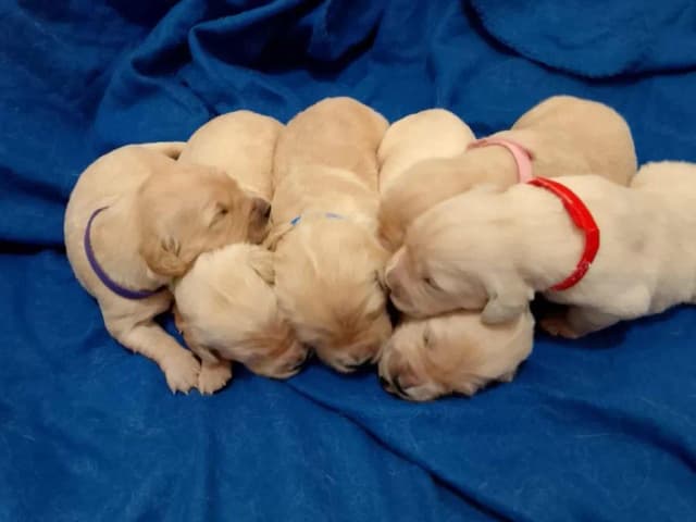 Szczenięta golden retriever na sprzedaż w Île-de-France - sprawdź oferty Szczenięta golden retriever na sprzedaż w Île-de-France - sprawdź oferty