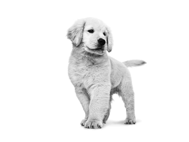 Golden retriever do kiedy rośnie? Odkryj etapy wzrostu psa Golden retriever do kiedy rośnie? Odkryj etapy wzrostu psa