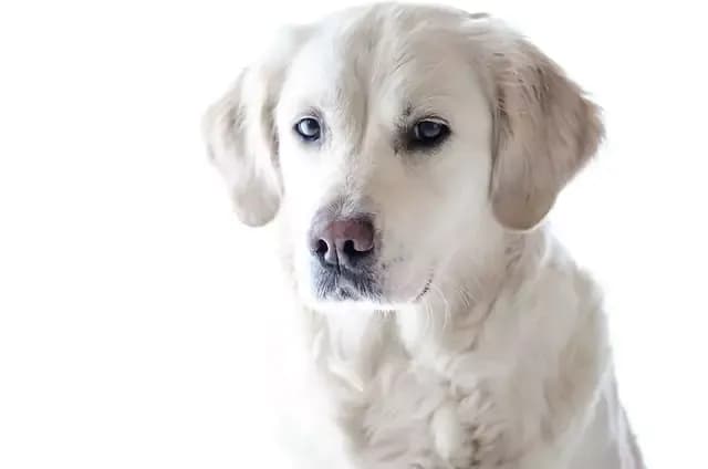 Jak często karmić golden retrievera, aby uniknąć problemów zdrowotnych? Jak często karmić golden retrievera, aby uniknąć problemów zdrowotnych?