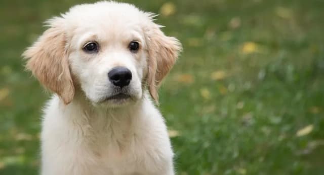 Ile karmy dla golden retrievera? Odpowiednie dawki na każdy wiek Ile karmy dla golden retrievera? Odpowiednie dawki na każdy wiek