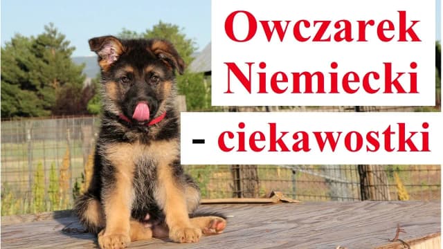 Ile śpi owczarek niemiecki? Odkryj zaskakujące fakty o ich snach Ile śpi owczarek niemiecki? Odkryj zaskakujące fakty o ich snach
