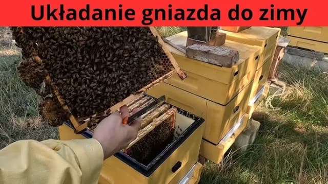 Jak zimować pszczoły w ulu wielkopolskim, aby uniknąć strat zimowych Jak zimować pszczoły w ulu wielkopolskim, aby uniknąć strat zimowych