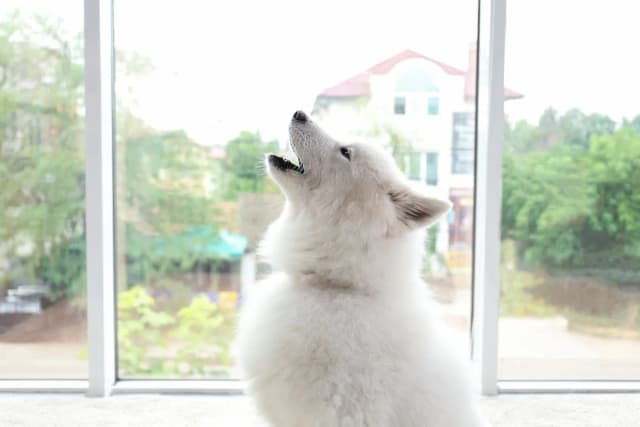 Dlaczego husky wyje? Odkryj powody ich niezwykłego zachowania Dlaczego husky wyje? Odkryj powody ich niezwykłego zachowania