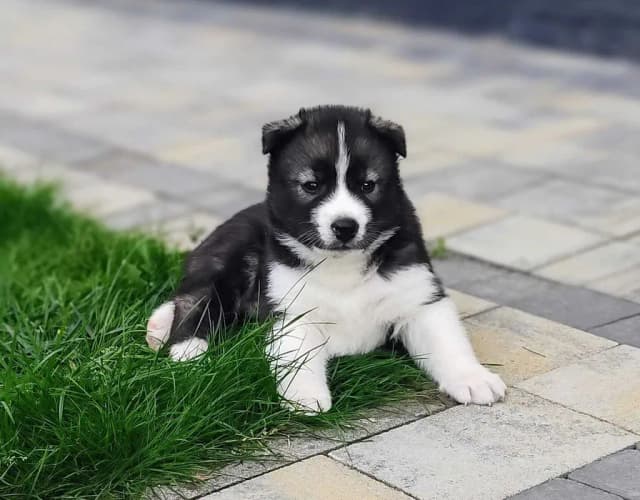 Ile kosztuje szczeniak husky? Poznaj ceny i ukryte wydatki Ile kosztuje szczeniak husky? Poznaj ceny i ukryte wydatki