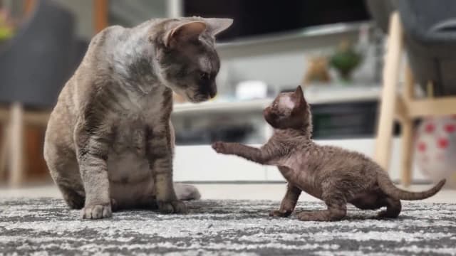 Hodowla Devon Rex w Mazowieckiem - znajdź idealnego kociaka Hodowla Devon Rex w Mazowieckiem - znajdź idealnego kociaka