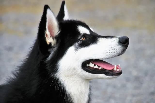 Jaka karma dla husky? Odkryj, co zapewni zdrowie i energię Jaka karma dla husky? Odkryj, co zapewni zdrowie i energię