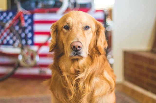 Ile żyje labrador golden retriever? Odkryj, co wpływa na ich długość życia Ile żyje labrador golden retriever? Odkryj, co wpływa na ich długość życia