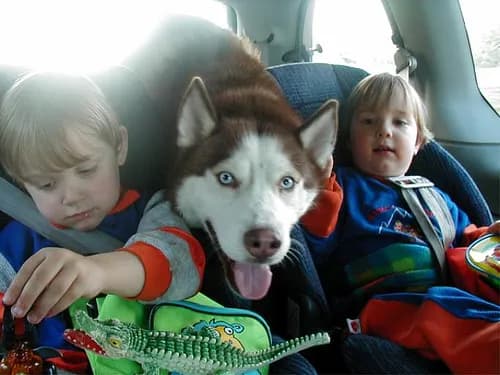 Czy husky jest dobry dla dzieci? Ważne informacje o bezpieczeństwie i wychowaniu Czy husky jest dobry dla dzieci? Ważne informacje o bezpieczeństwie i wychowaniu
