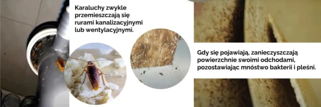 Jak karaluchy się rozmnażają? Zaskakujące fakty o ich cyklu życia Jak karaluchy się rozmnażają? Zaskakujące fakty o ich cyklu życia