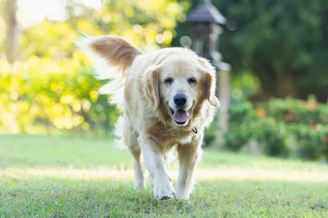 Czy golden retriever może mieszkać na dworze? Odkryj zagrożenia dla zdrowia Czy golden retriever może mieszkać na dworze? Odkryj zagrożenia dla zdrowia
