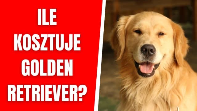 Ile kosztuje golden retriever z hodowli? Sprawdź ceny i czynniki wpływające na wybór Ile kosztuje golden retriever z hodowli? Sprawdź ceny i czynniki wpływające na wybór