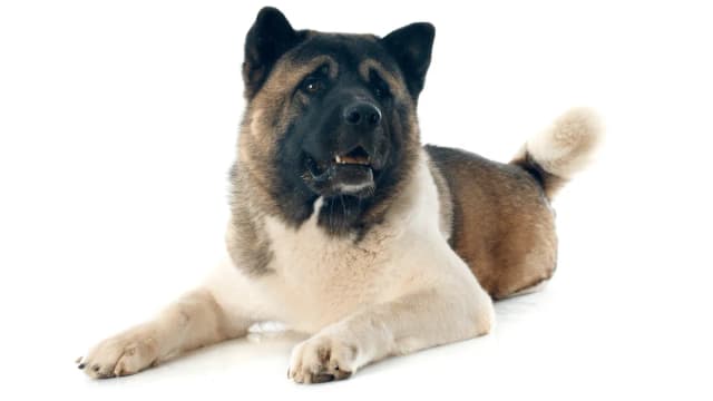 Ile żyje akita amerykańska? Odkryj, co wpływa na ich długość życia Ile żyje akita amerykańska? Odkryj, co wpływa na ich długość życia
