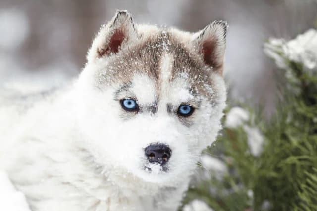 Ile dziennie je husky? Odkryj idealną dawkę karmy dla psa Ile dziennie je husky? Odkryj idealną dawkę karmy dla psa