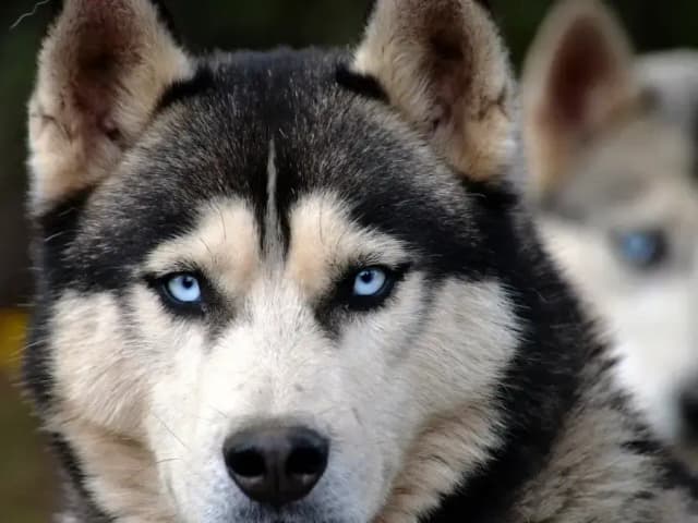 Ile kosztuje husky z rodowodem? Sprawdź, co wpływa na cenę Ile kosztuje husky z rodowodem? Sprawdź, co wpływa na cenę