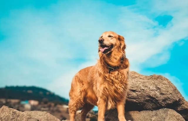 Czy golden retriever może mieszkać na dworze? Zrozum potrzeby psa Czy golden retriever może mieszkać na dworze? Zrozum potrzeby psa