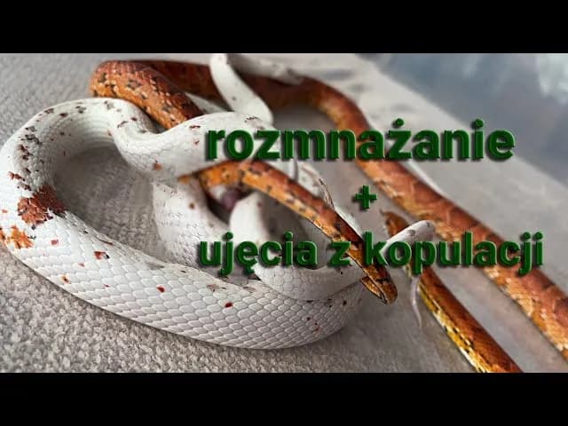 Jak węże się rozmnażają? Szokujące fakty o ich rozmnażaniu Jak węże się rozmnażają? Szokujące fakty o ich rozmnażaniu