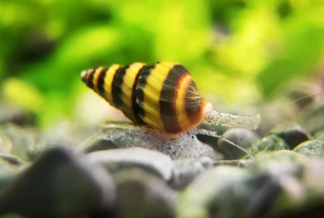 Jak rozmnażają się ślimaki helenki - kluczowe informacje i porady Jak rozmnażają się ślimaki helenki - kluczowe informacje i porady