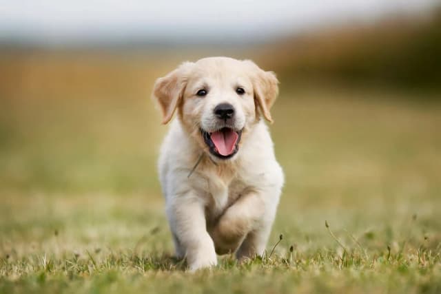 Ile lat żyje golden retriever? Odkryj, co wpływa na ich długość życia Ile lat żyje golden retriever? Odkryj, co wpływa na ich długość życia