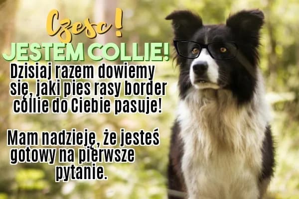 Border collie czy golden retriever – który pies lepiej pasuje do Ciebie? Border collie czy golden retriever – który pies lepiej pasuje do Ciebie?