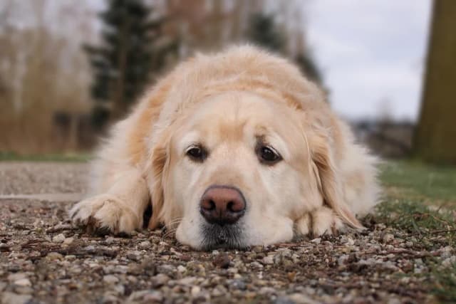 Jak umiera golden retriever - najczęstsze przyczyny i objawy śmierci Jak umiera golden retriever - najczęstsze przyczyny i objawy śmierci