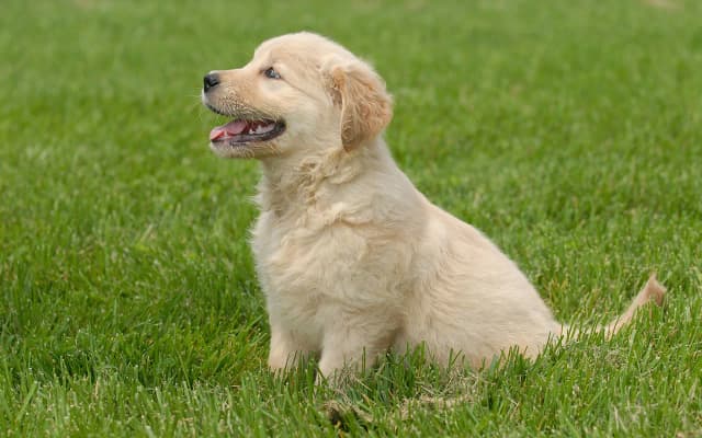 Czy golden retriever lubi dzieci? Poznaj prawdę o ich zachowaniu Czy golden retriever lubi dzieci? Poznaj prawdę o ich zachowaniu