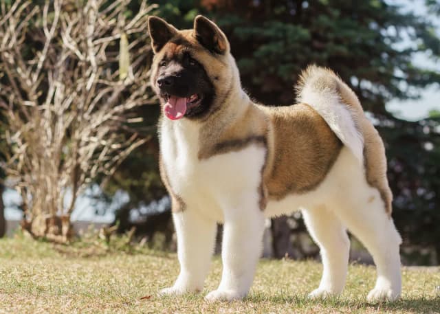 Co lubi jeść akita? Odkryj ulubione smaki i zdrową dietę dla psa Co lubi jeść akita? Odkryj ulubione smaki i zdrową dietę dla psa