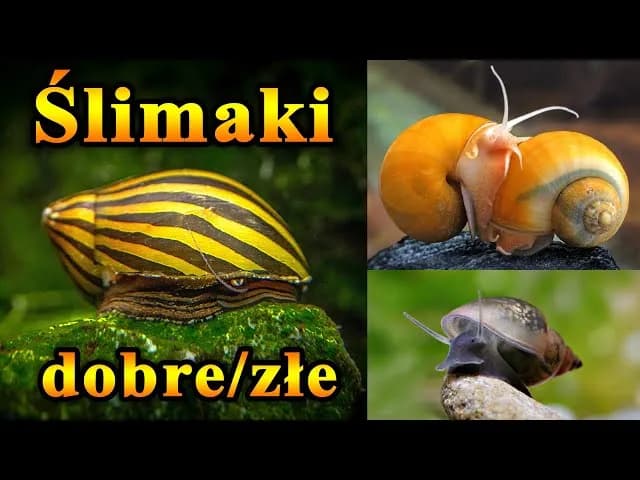 Jak rozmnażają się ślimaki w akwarium - uniknij problemów z populacją Jak rozmnażają się ślimaki w akwarium - uniknij problemów z populacją