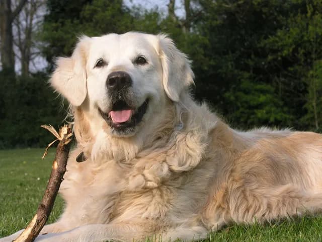 Jak wychować golden retrievera: skuteczne metody i porady na sukces Jak wychować golden retrievera: skuteczne metody i porady na sukces