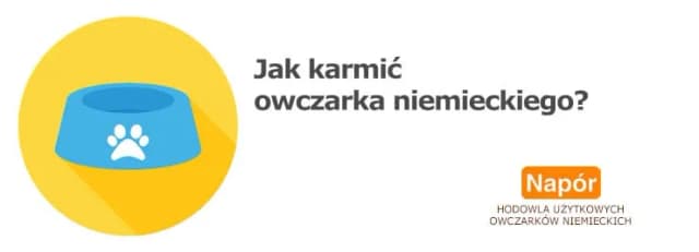 Ile razy karmić szczeniaka owczarka niemieckiego, aby uniknąć problemów zdrowotnych? Ile razy karmić szczeniaka owczarka niemieckiego, aby uniknąć problemów zdrowotnych?