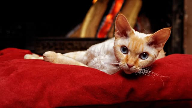 Devon Rex charakter: dlaczego ten kot może być idealnym towarzyszem Devon Rex charakter: dlaczego ten kot może być idealnym towarzyszem