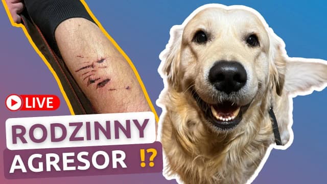 Czy golden retriever niszczy? Oto powody i jak temu zapobiec Czy golden retriever niszczy? Oto powody i jak temu zapobiec