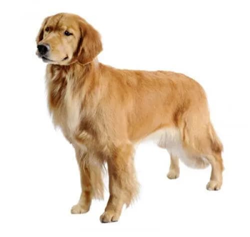 Czy golden retriever ma włosy czy sierść? Odkryj prawdę o jego futrze Czy golden retriever ma włosy czy sierść? Odkryj prawdę o jego futrze