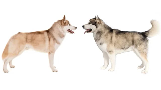 Jak odróżnić husky od malamuta: kluczowe różnice i cechy Jak odróżnić husky od malamuta: kluczowe różnice i cechy