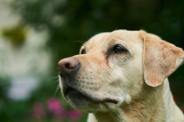 Labrador czy owczarek niemiecki – który pies lepiej pasuje do Ciebie? Labrador czy owczarek niemiecki – który pies lepiej pasuje do Ciebie?