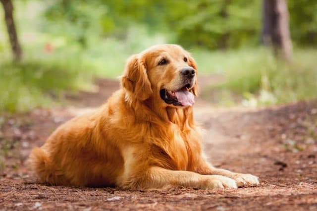 Dla kogo golden retriever? Sprawdź, czy to pies dla Ciebie Dla kogo golden retriever? Sprawdź, czy to pies dla Ciebie