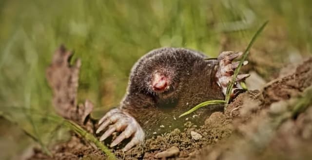 Czym żywi się kret? Zaskakujące fakty o diecie tych zwierząt Czym żywi się kret? Zaskakujące fakty o diecie tych zwierząt