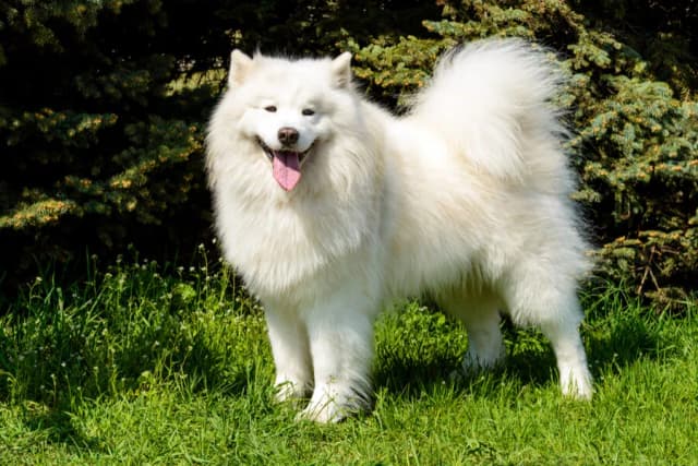 Pies jak husky: rasy, które zaskakują podobieństwem i charakterem Pies jak husky: rasy, które zaskakują podobieństwem i charakterem