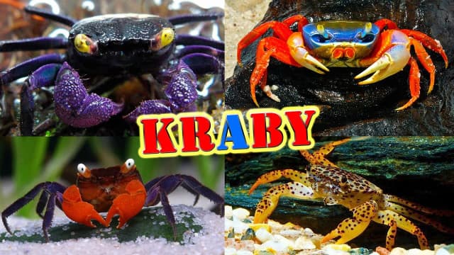 Jak rozmnażają się kraby? Odkryj zaskakujące tajemnice ich cyklu życia Jak rozmnażają się kraby? Odkryj zaskakujące tajemnice ich cyklu życia