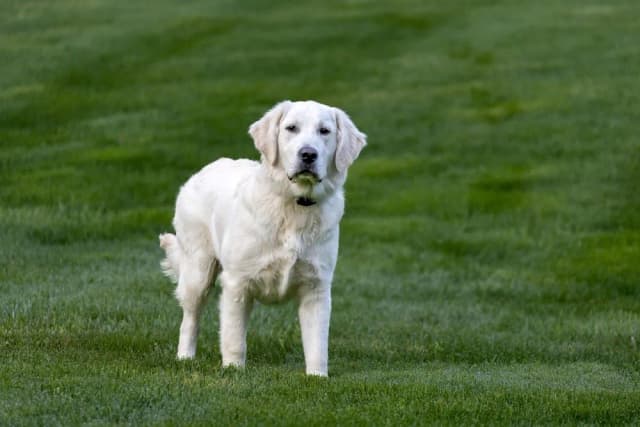 Jak długo żyją golden retrievery i co wpływa na ich zdrowie? Jak długo żyją golden retrievery i co wpływa na ich zdrowie?