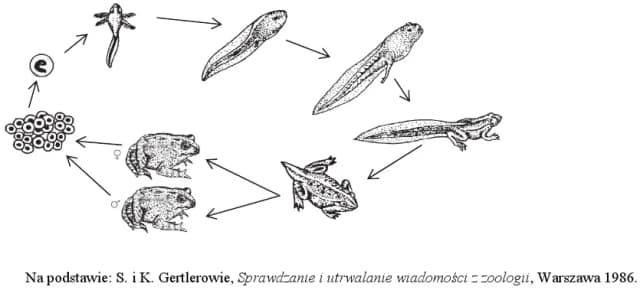 Jak rozmnażają się płazy? Odkryj fascynujące tajemnice ich cyklu życiowego Jak rozmnażają się płazy? Odkryj fascynujące tajemnice ich cyklu życiowego